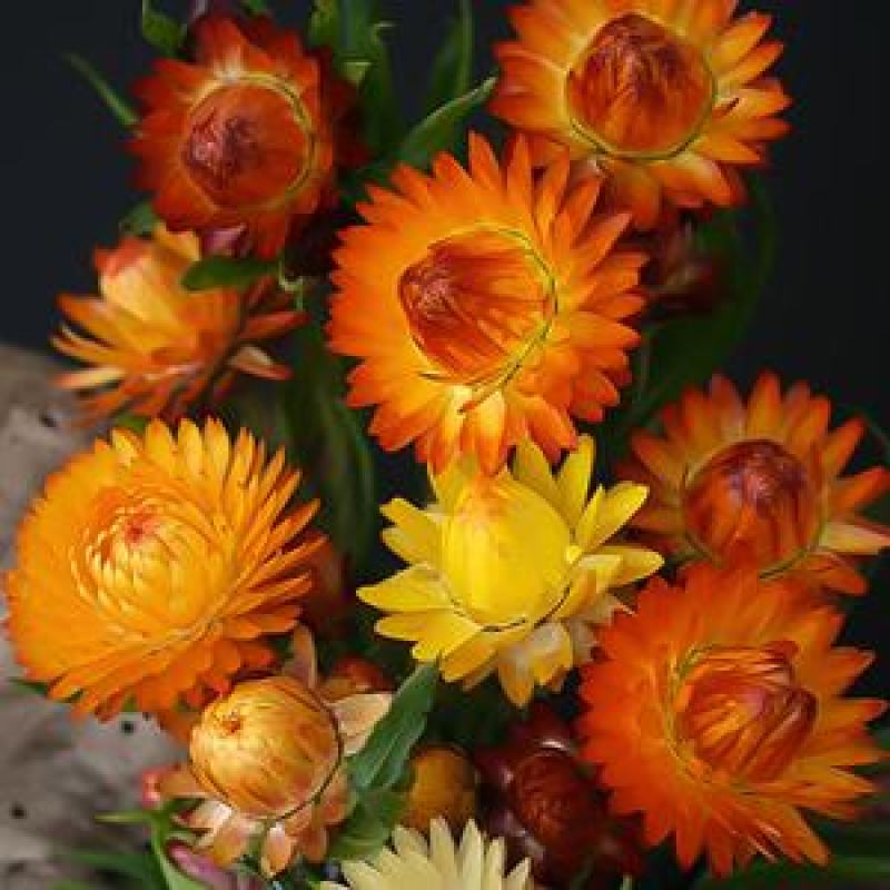 麦秆菊种子腊菊干花菊花籽室内外阳台景观绿化盆栽切花观花种