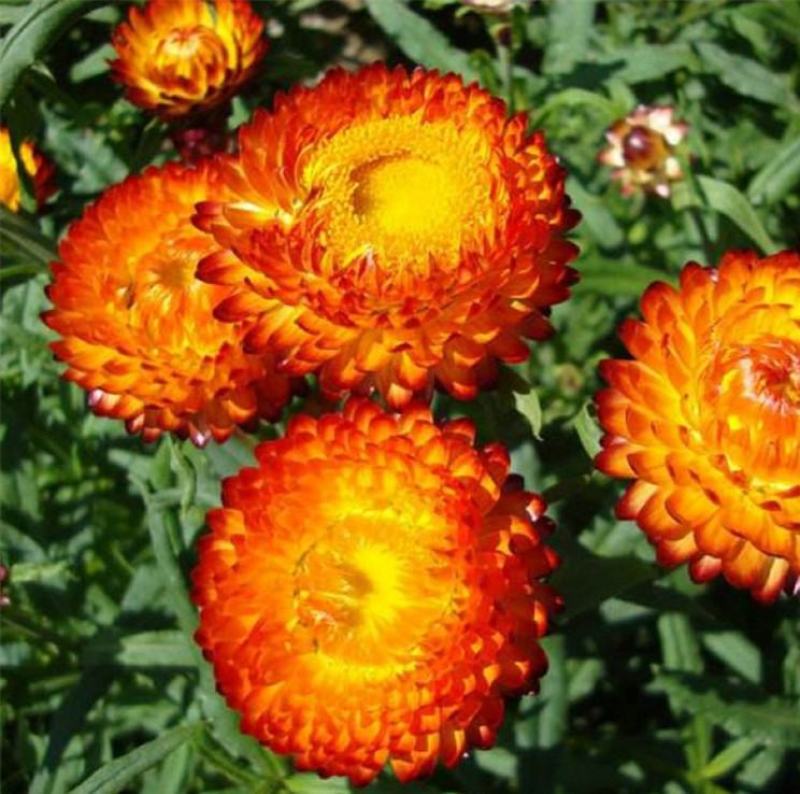 麦秆菊种子腊菊干花菊花籽室内外阳台景观绿化盆栽切花观花种