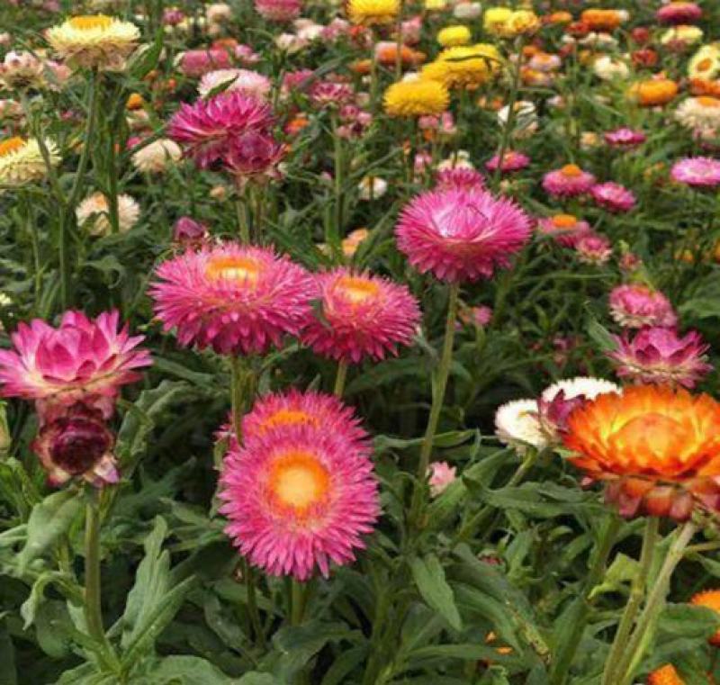 麦秆菊种子腊菊干花菊花籽室内外阳台景观绿化盆栽切花观花种