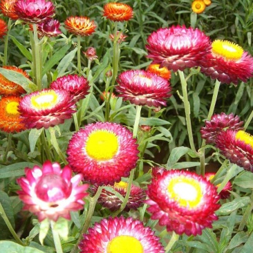 麦秆菊种子腊菊干花菊花籽室内外阳台景观绿化盆栽切花观花种