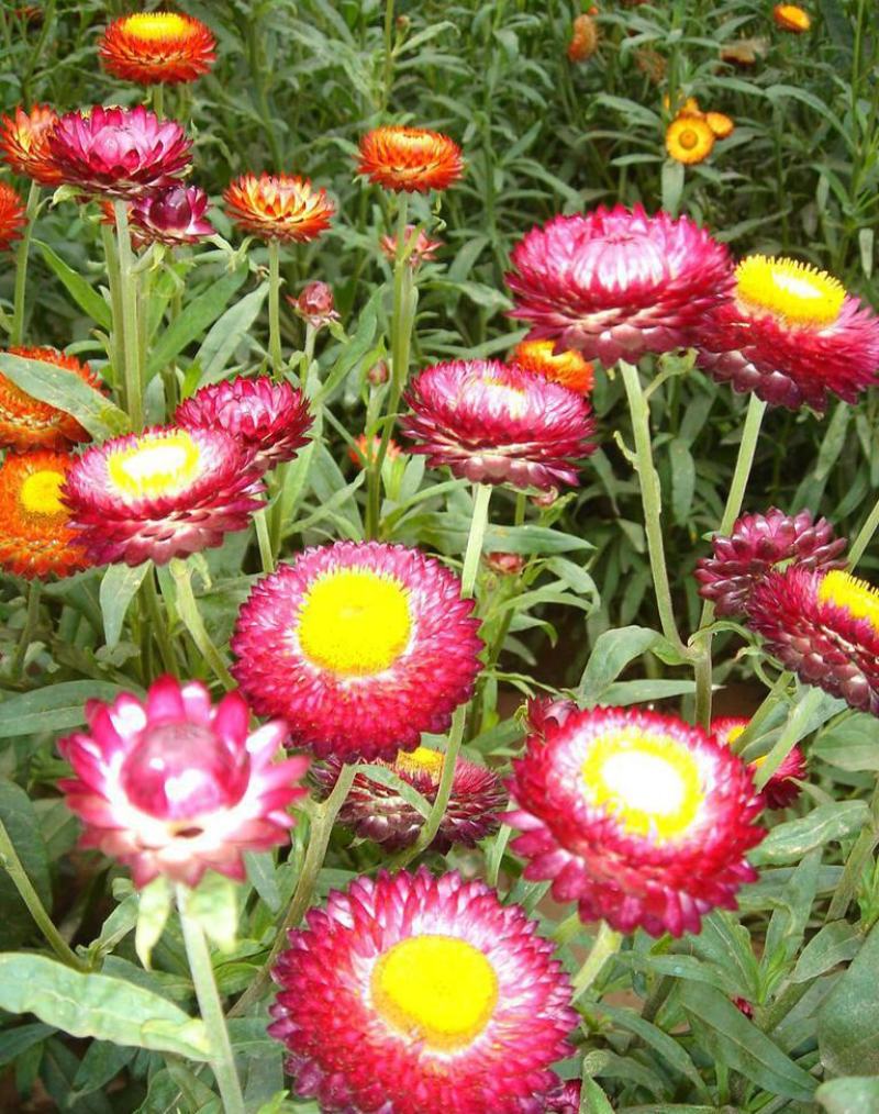 麦秆菊种子腊菊干花菊花籽室内外阳台景观绿化盆栽切花观花种