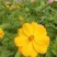 新硫华菊花卉种子波斯菊花籽春秋播种简单易活花海庭院