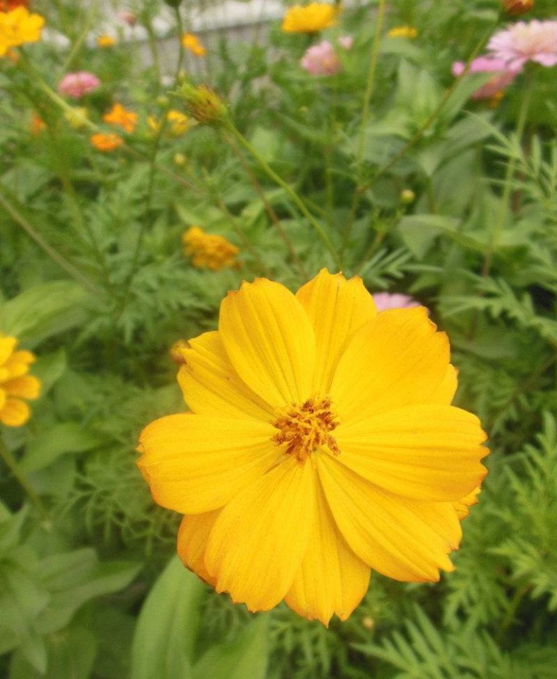新硫华菊花卉种子波斯菊花籽春秋播种简单易活花海庭院
