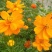 新硫华菊花卉种子波斯菊花籽春秋播种简单易活花海庭院