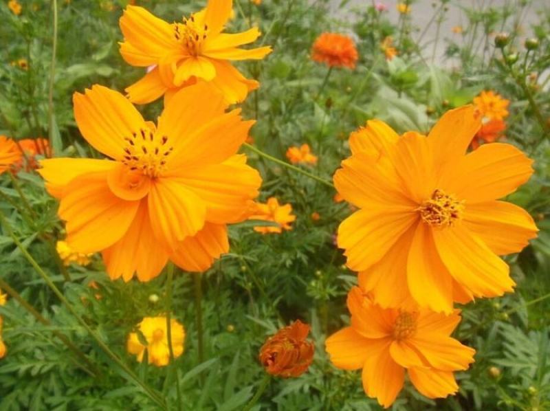 新硫华菊花卉种子波斯菊花籽春秋播种简单易活花海庭院