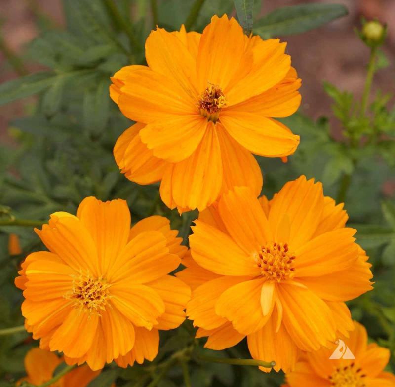 新硫华菊花卉种子波斯菊花籽春秋播种简单易活花海庭院