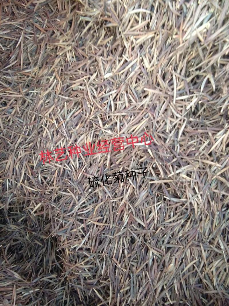 新硫华菊花卉种子波斯菊花籽春秋播种简单易活花海庭院