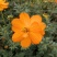 新硫华菊花卉种子波斯菊花籽春秋播种简单易活花海庭院