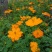 新硫华菊花卉种子波斯菊花籽春秋播种简单易活花海庭院