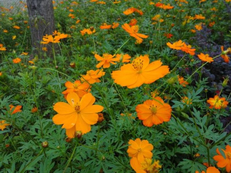 新硫华菊花卉种子波斯菊花籽春秋播种简单易活花海庭院