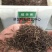 新硫华菊花卉种子波斯菊花籽春秋播种简单易活花海庭院