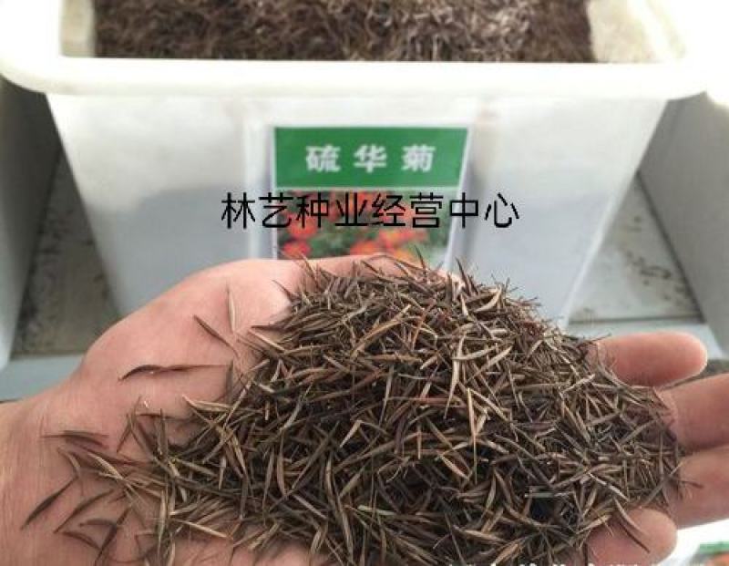 新硫华菊花卉种子波斯菊花籽春秋播种简单易活花海庭院