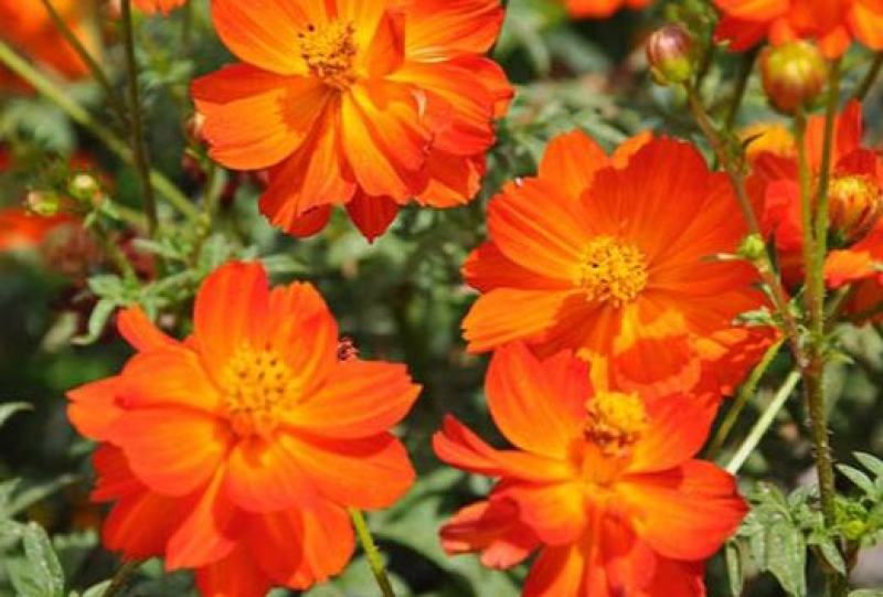 新硫华菊花卉种子波斯菊花籽春秋播种简单易活花海庭院