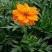 新硫华菊花卉种子波斯菊花籽春秋播种简单易活花海庭院