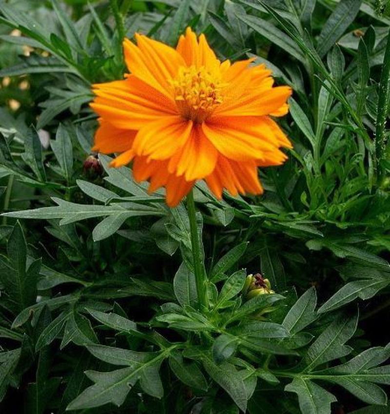 新硫华菊花卉种子波斯菊花籽春秋播种简单易活花海庭院