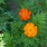 新硫华菊花卉种子波斯菊花籽春秋播种简单易活花海庭院
