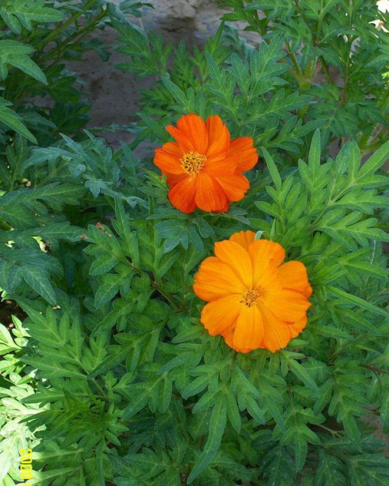 新硫华菊花卉种子波斯菊花籽春秋播种简单易活花海庭院