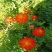 新硫华菊花卉种子波斯菊花籽春秋播种简单易活花海庭院