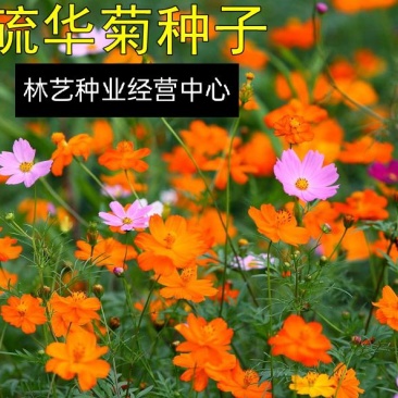 新硫华菊花卉种子波斯菊花籽春秋播种简单易活花海庭院