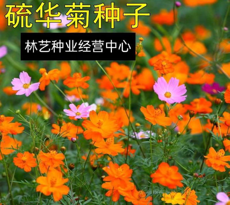 新硫华菊花卉种子波斯菊花籽春秋播种简单易活花海庭院