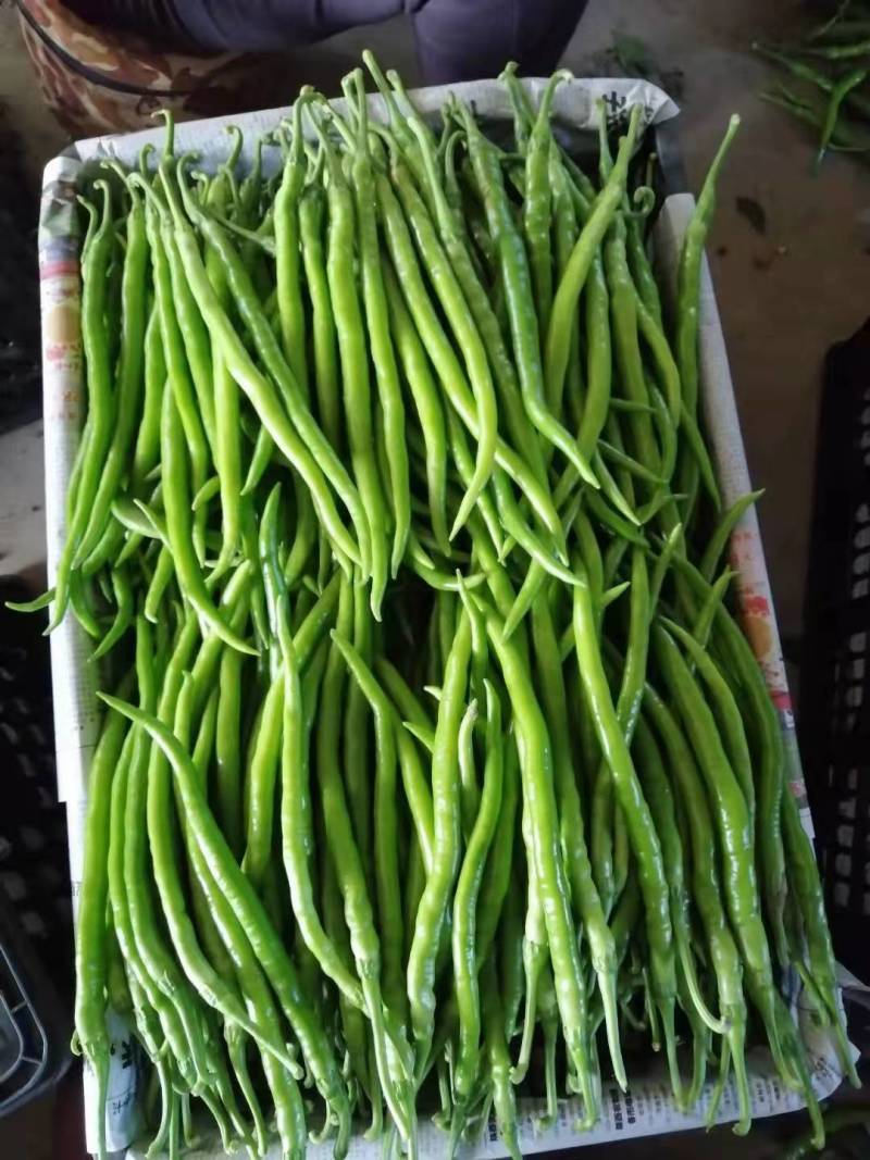 小皱皮，青线椒，红线椒，已大量上市