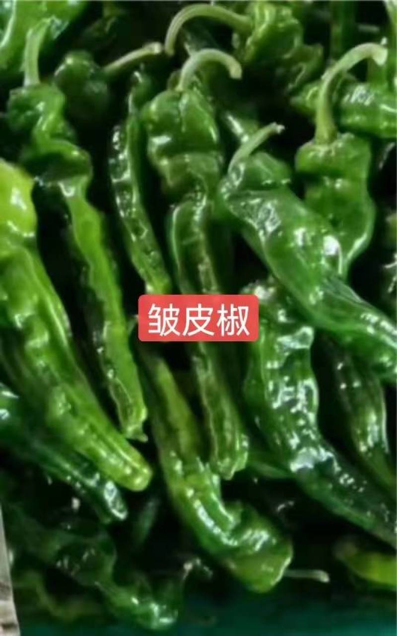 小皱皮，青线椒，红线椒，已大量上市