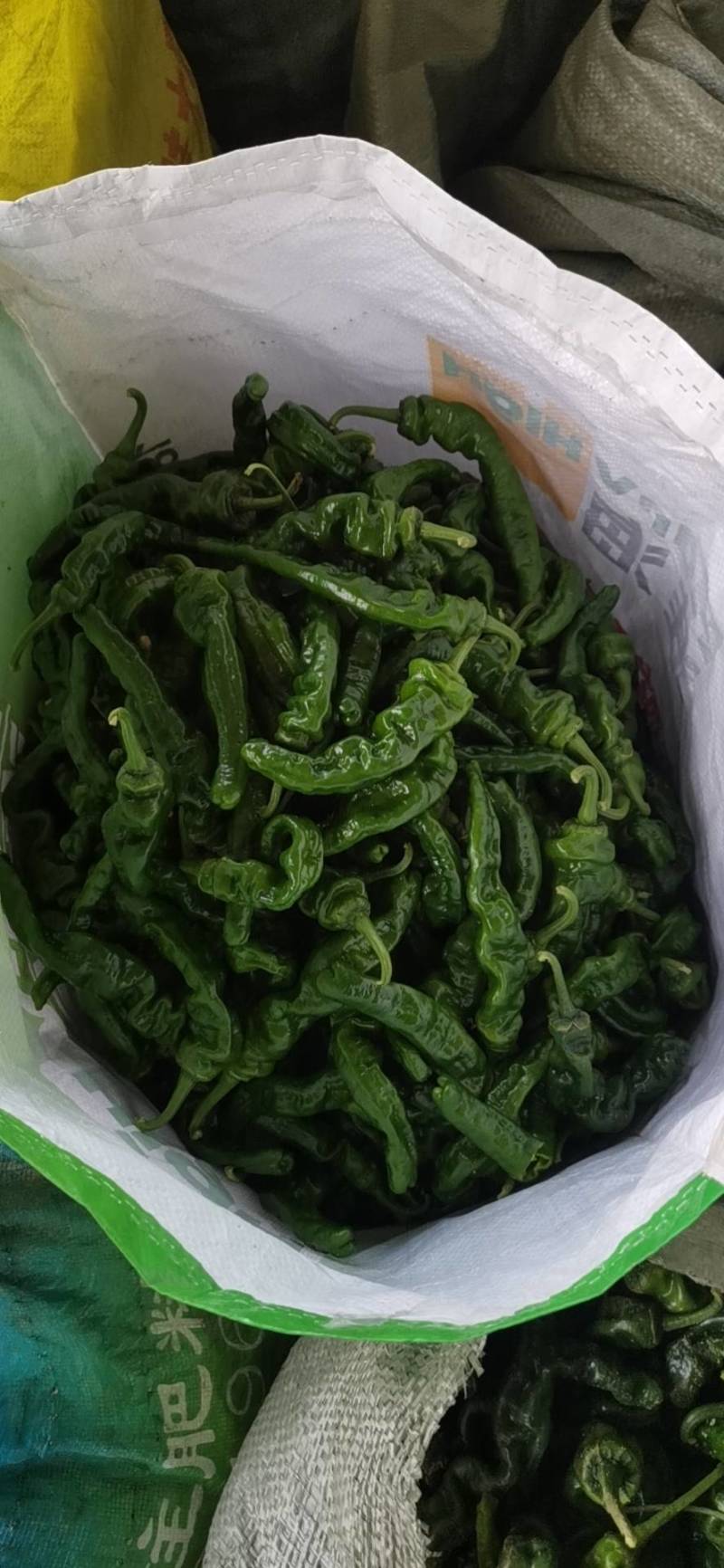 小皱皮，青线椒，红线椒，已大量上市