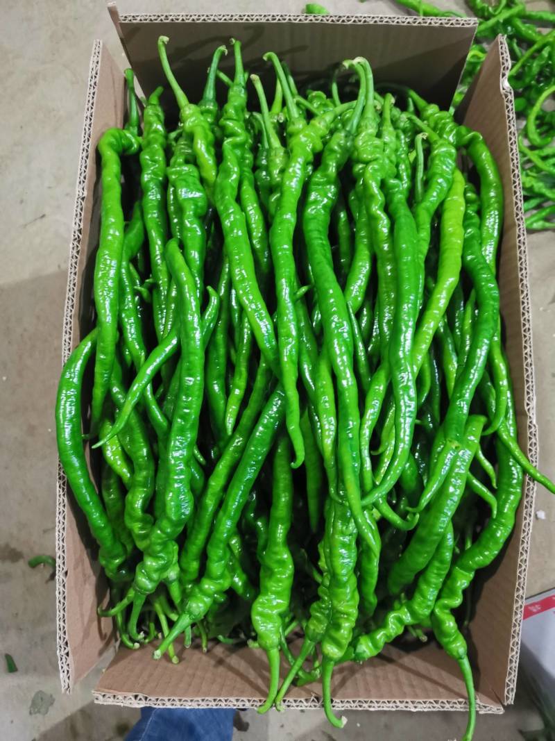 小皱皮，青线椒，红线椒，已大量上市