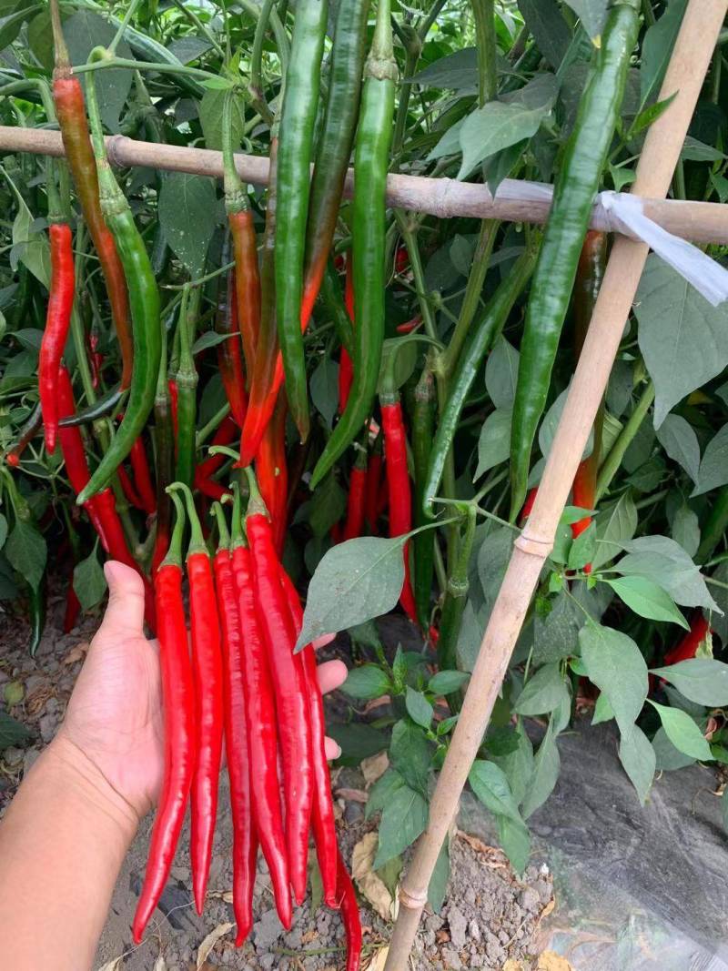 小皱皮，青线椒，红线椒，已大量上市