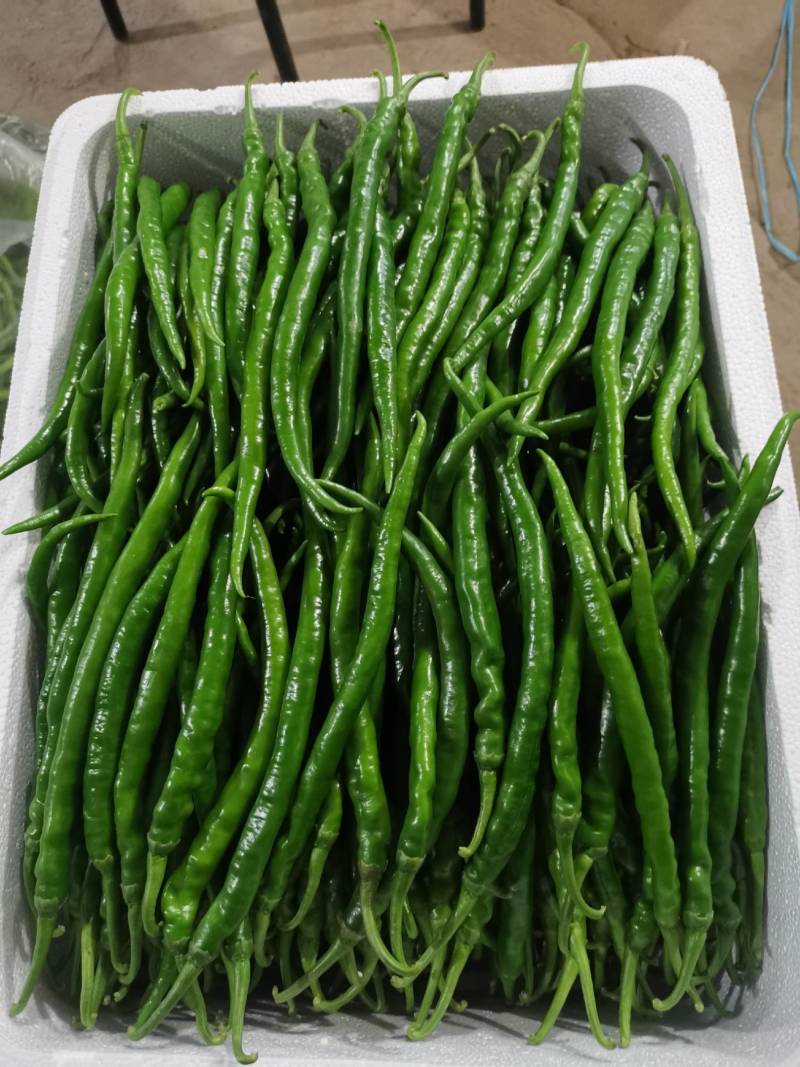 小皱皮，青线椒，红线椒，已大量上市
