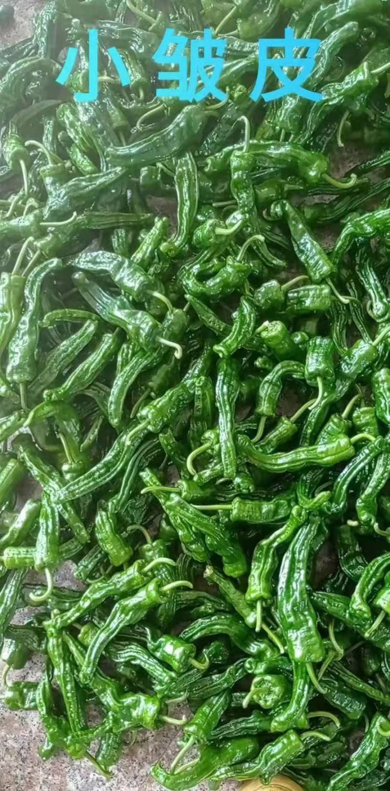 小皱皮，青线椒，红线椒，已大量上市