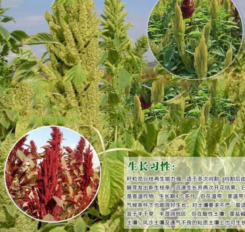 美国进口籽粒苋种子优质牧草高蛋白牧草种子产量高易种植
