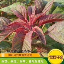 雪樱子种子绿色蔬菜种子保健蔬菜种子雪樱子种子