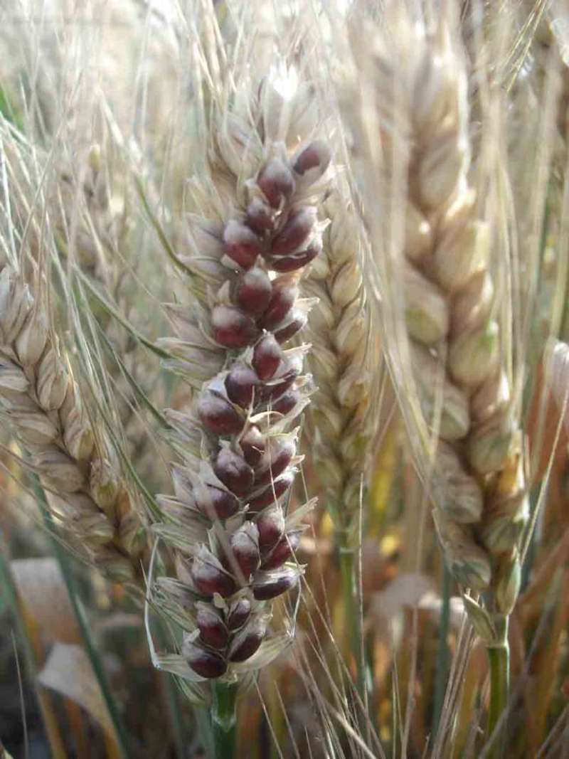 原种黑小麦种子高产易种杂粮黑金刚黑麦春冬季黑小麦种籽