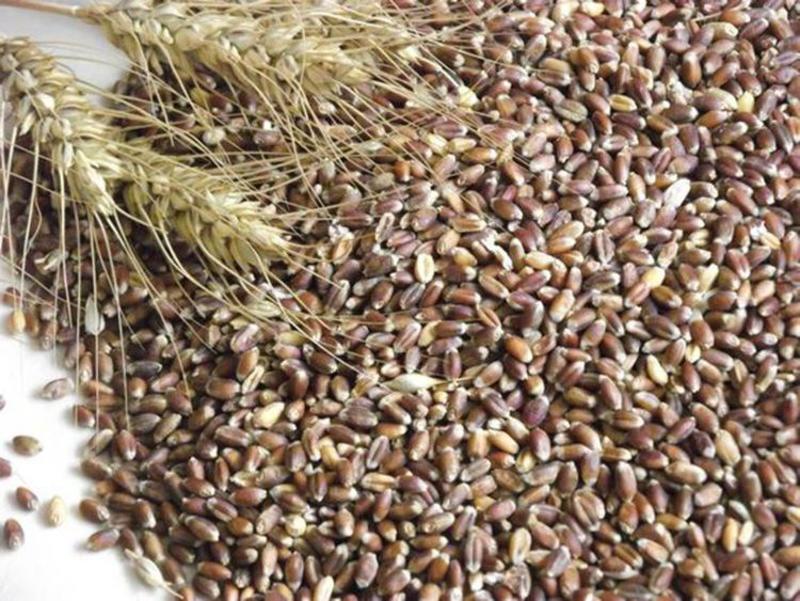 原种黑小麦种子高产易种杂粮黑金刚黑麦春冬季黑小麦种籽
