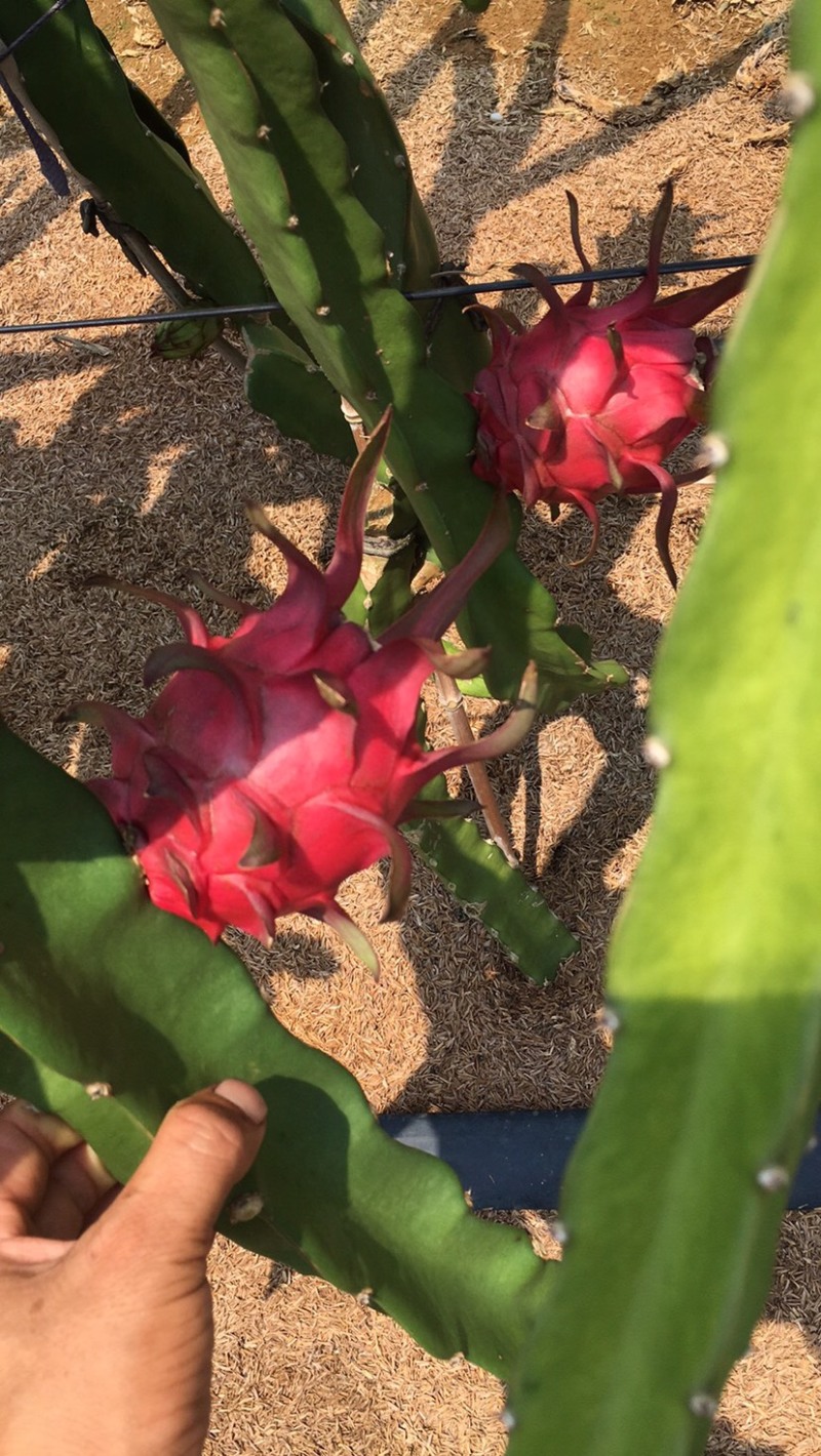 火龙果