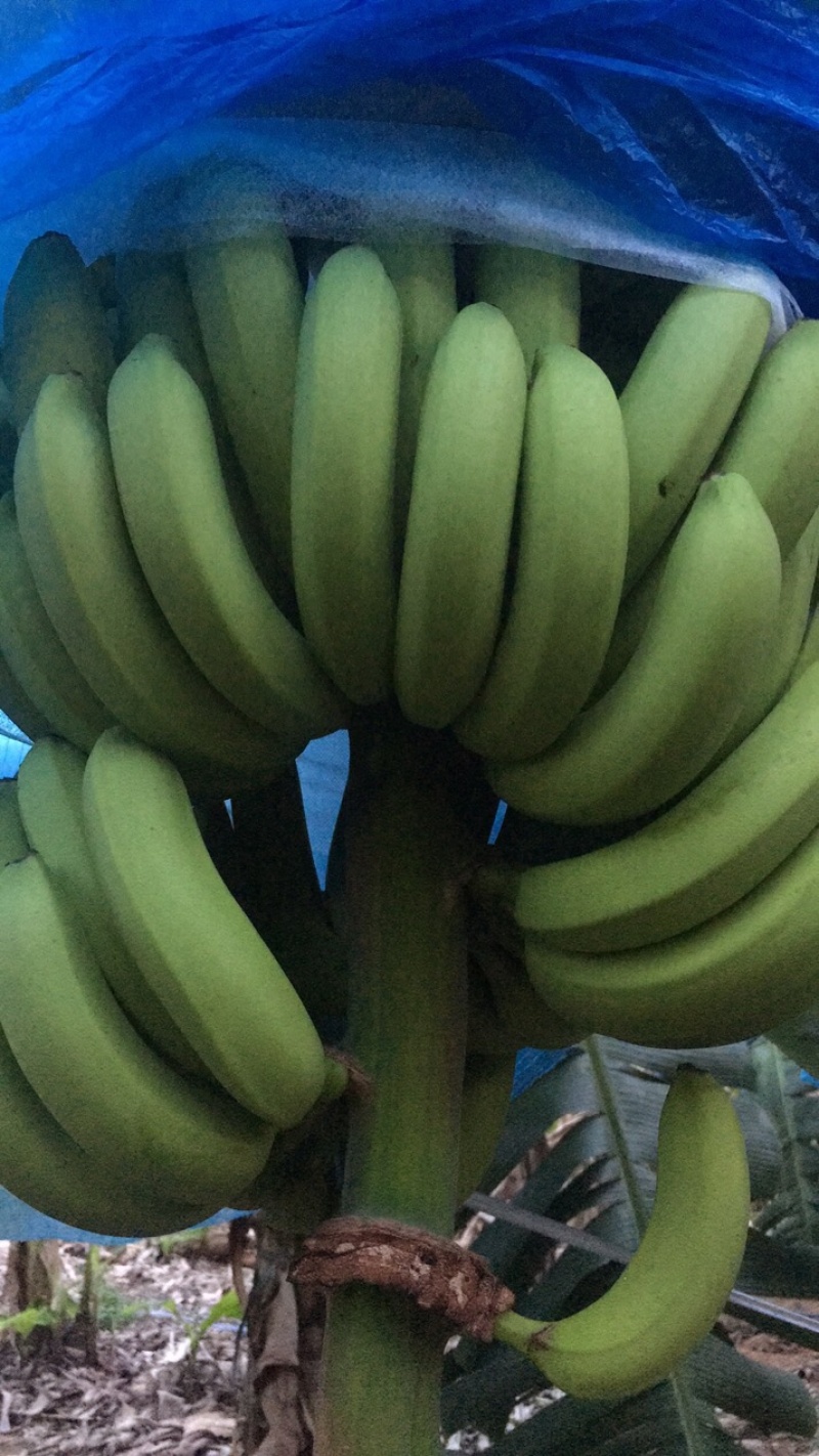 香蕉