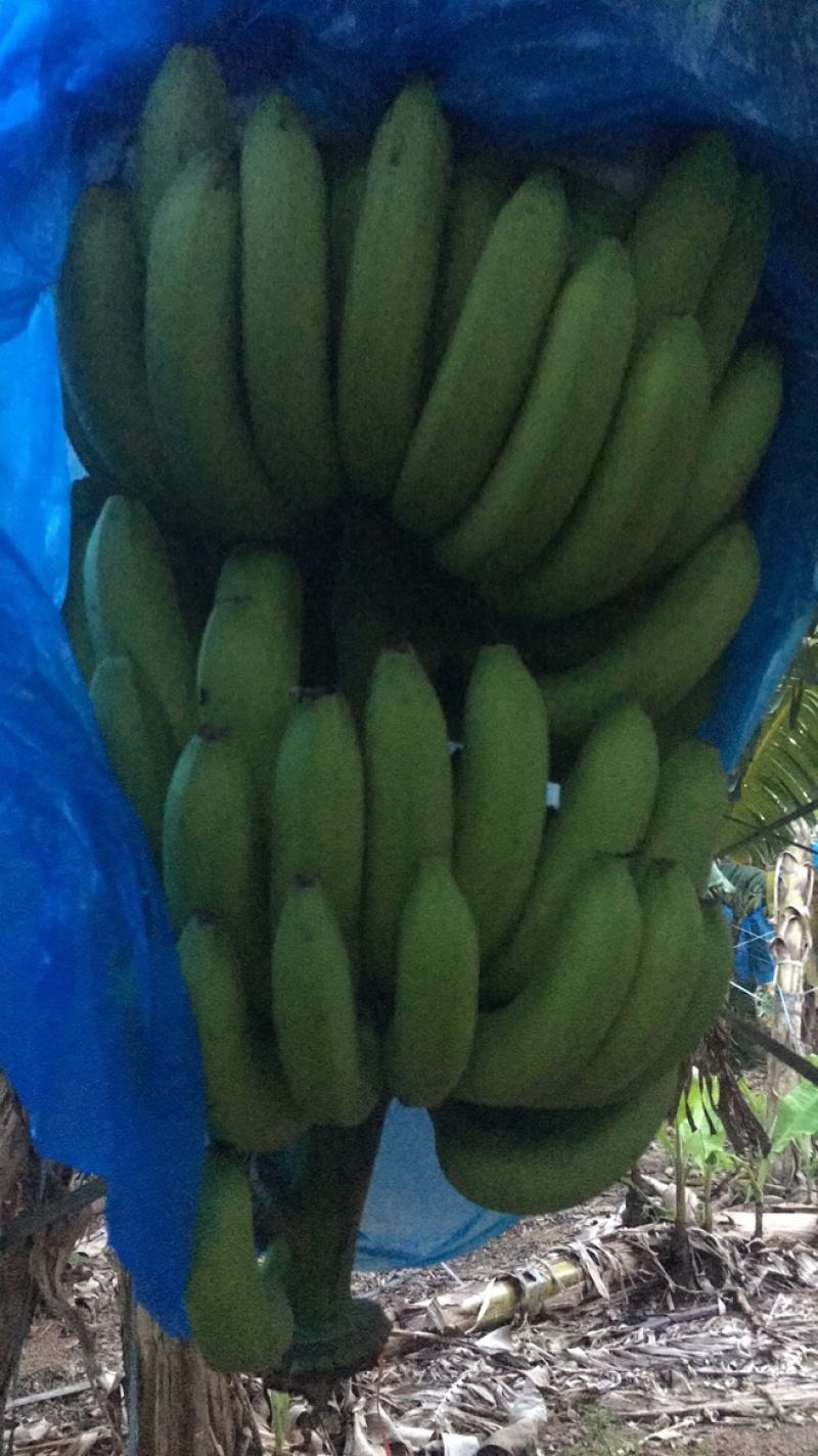 香蕉