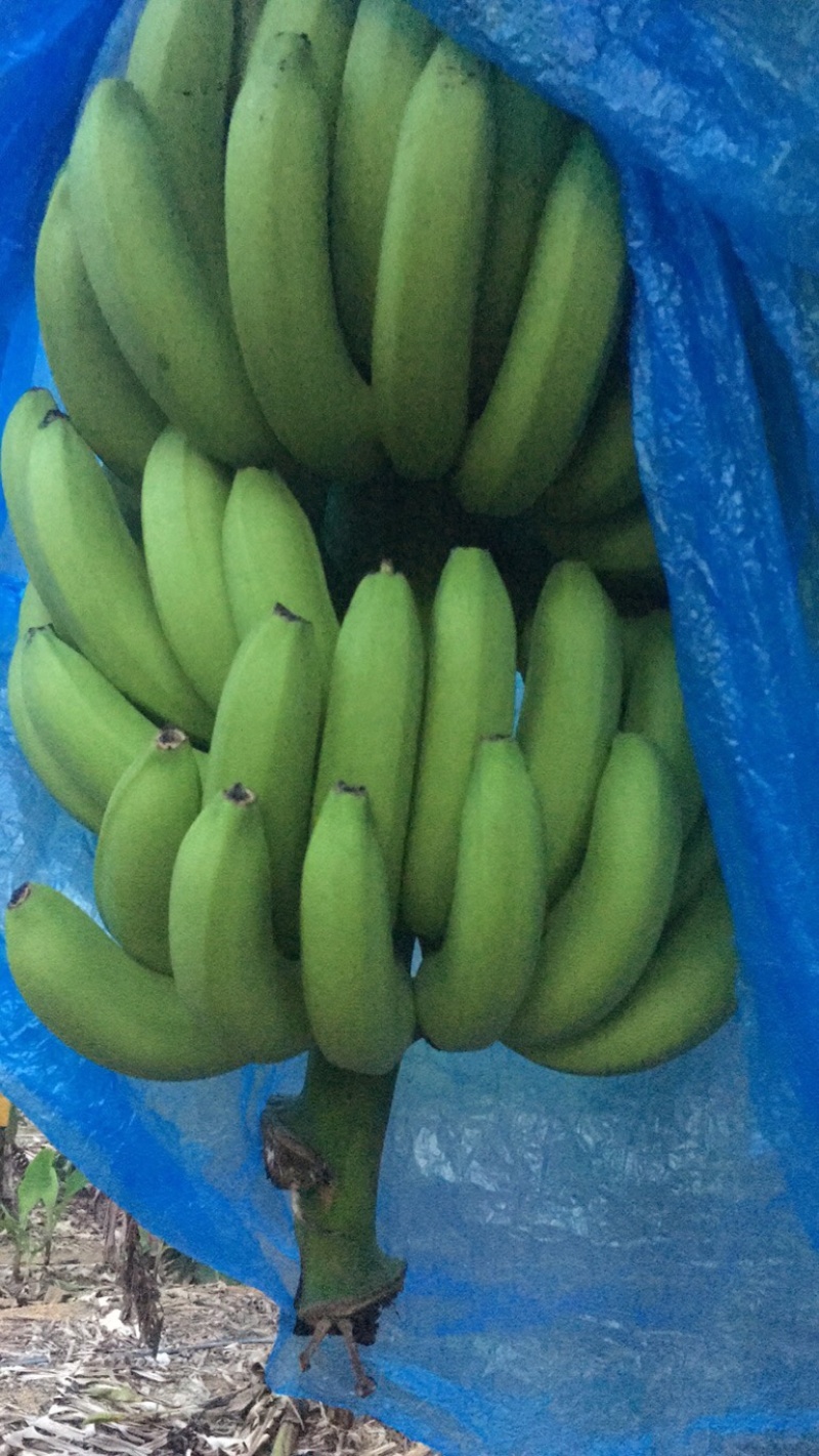 香蕉