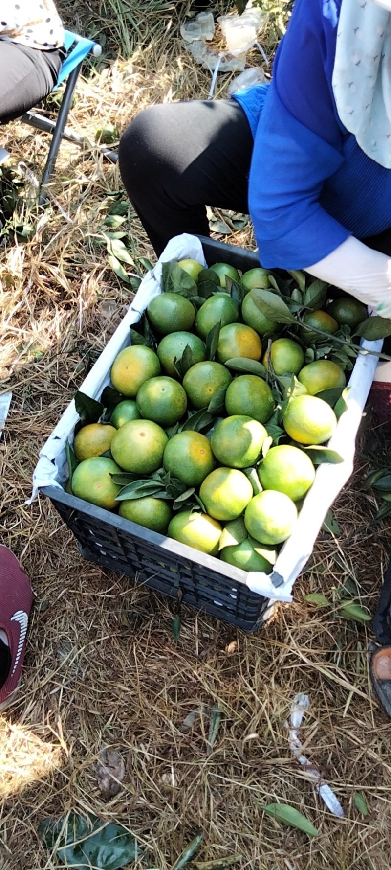 【推荐】湖南蜜橘产地，价格稳定常年供货全国各地市场咨询