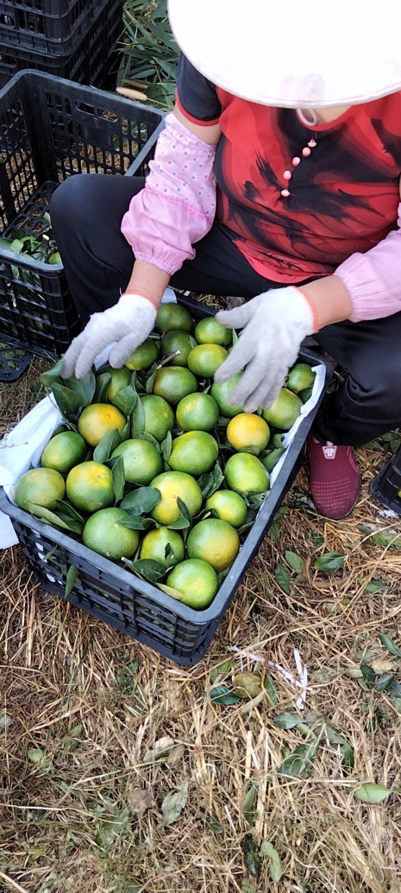 【推荐】湖南蜜橘产地，价格稳定常年供货全国各地市场咨询