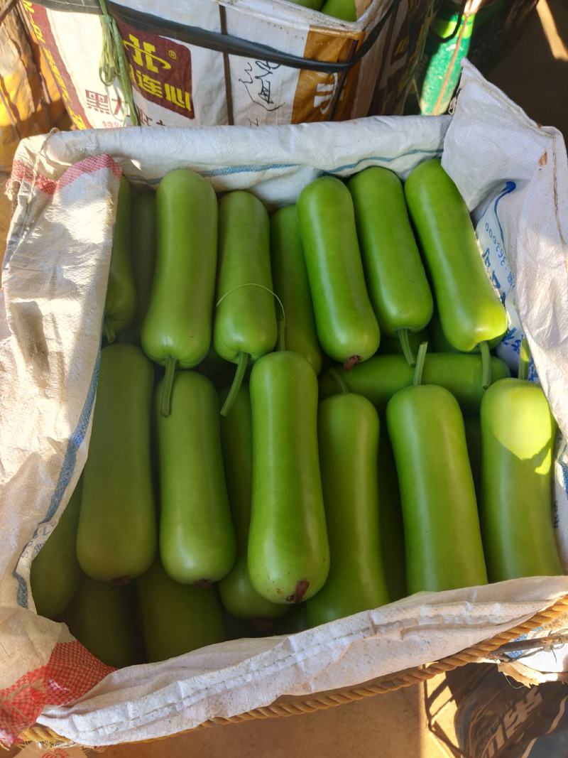 新苗精品瓠瓜，一手货源欢迎前来选购，一条龙服务，各种规格