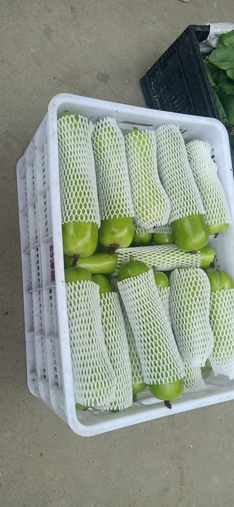 新苗精品瓠瓜，一手货源欢迎前来选购，一条龙服务，各种规格