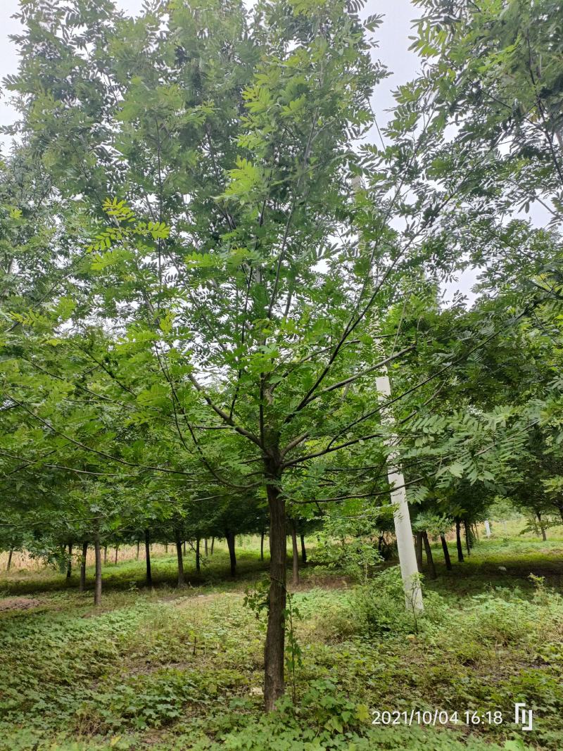 河南基地直供精品枫杨15------------20公分