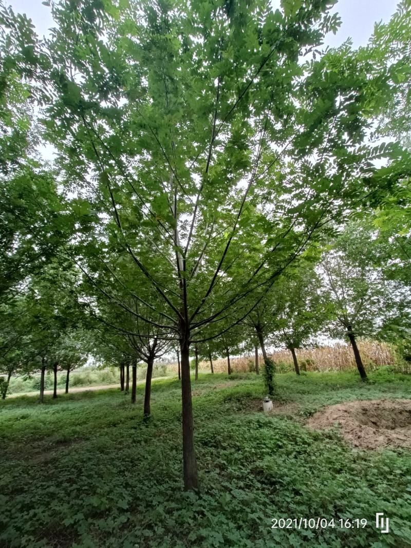 河南基地直供精品枫杨15------------20公分