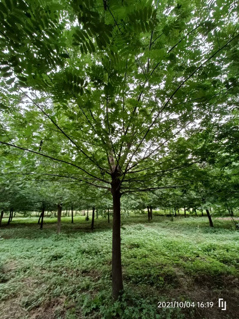 河南基地直供精品枫杨15------------20公分