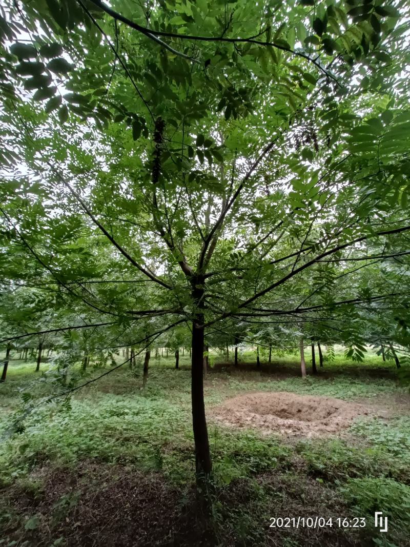 河南基地直供精品枫杨15------------20公分