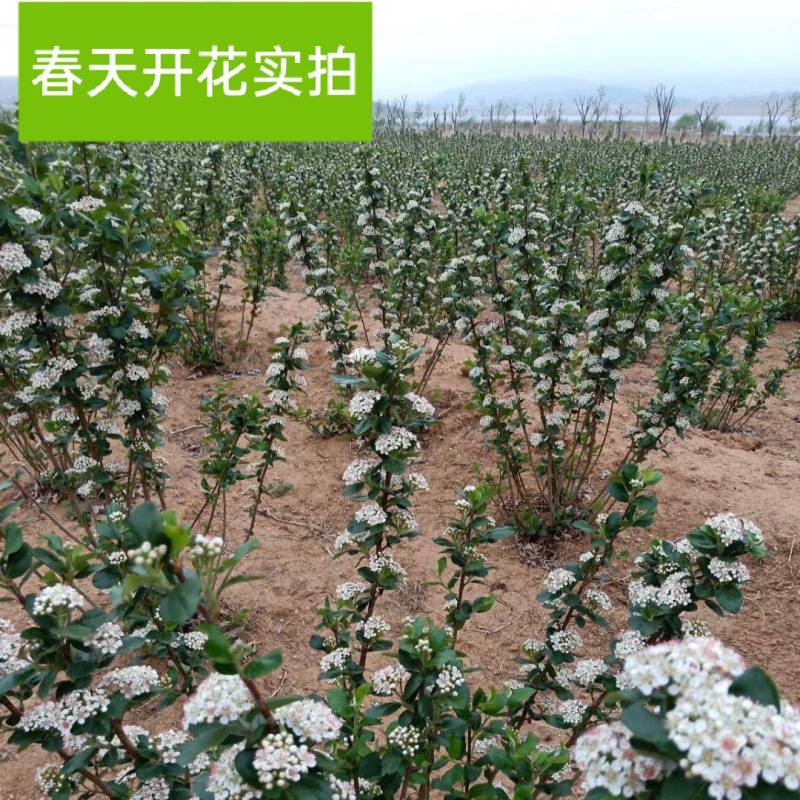 黑果腺肋花楸/不老莓/野樱莓