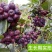 黑果腺肋花楸/不老莓/野樱莓
