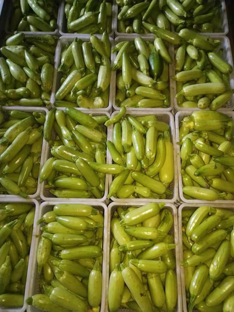 山东青州原产地绿皮西葫芦头子，食堂货、批发、大量有货